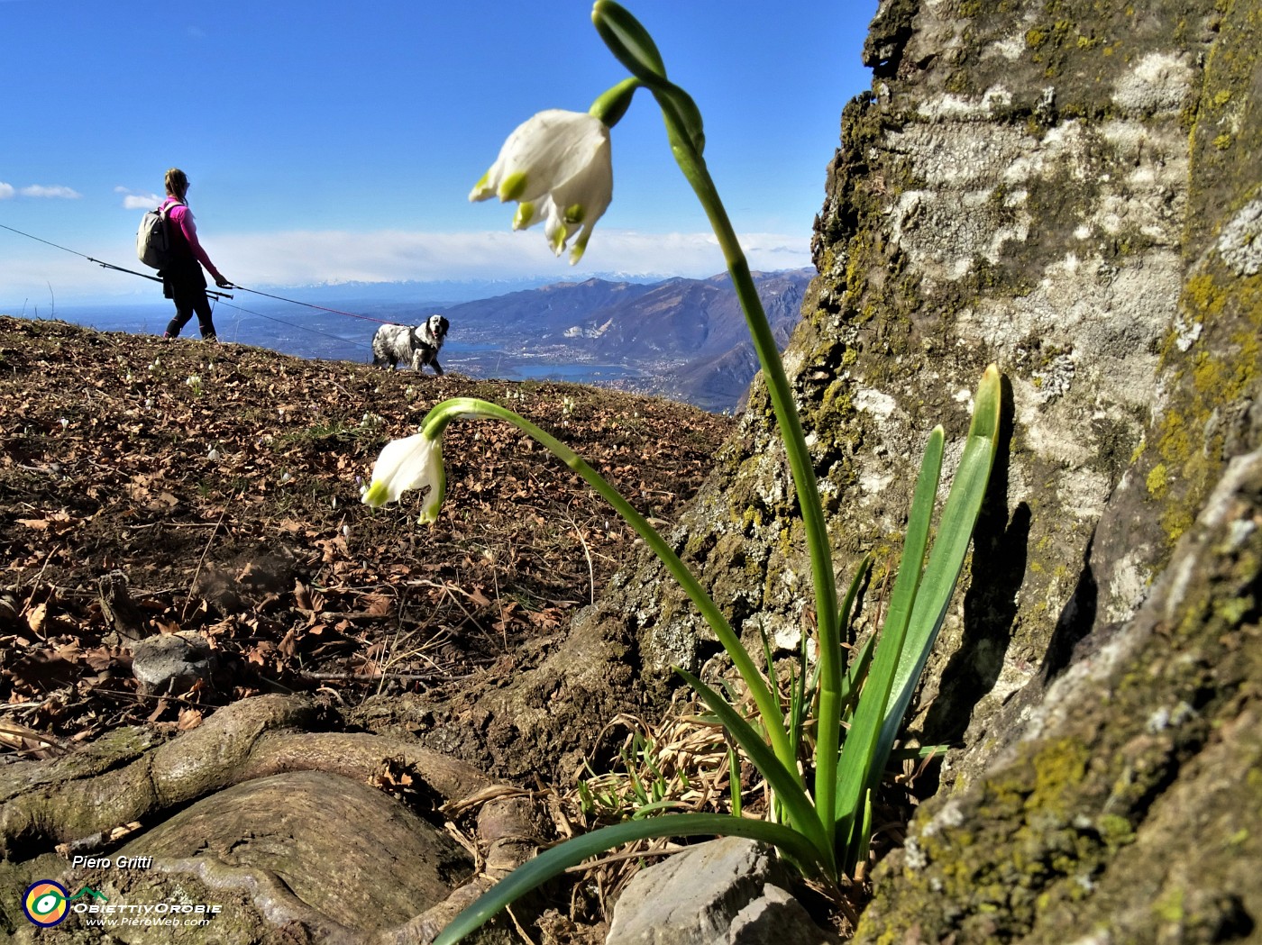 65 Leucojum vernum (Campanellino).JPG -                                